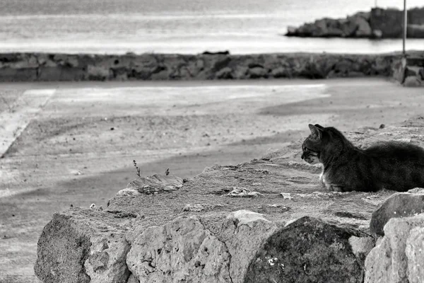 Gato Descansando Bajo Sol Día Invierno Santa Pola España — Foto de Stock