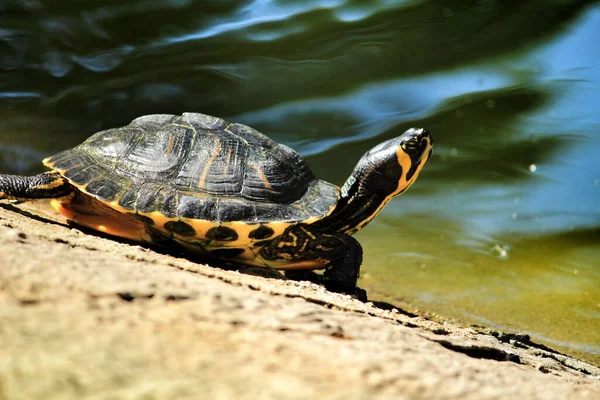 Turtle Sunbathing Relaxing Next Pond Stock Picture