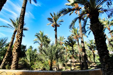 Elche 'deki Vinalopo Nehri' nin yamacının manzarası ve palmiye ağaçları
