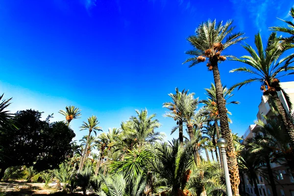 Elche Deki Vinalopo Nehri Nin Yamacının Manzarası Palmiye Ağaçları — Stok fotoğraf
