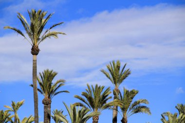 Elche 'deki Vinalopo Nehri' nin yamacının manzarası ve palmiye ağaçları