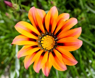 Bahçede renkli turuncu ve pembe Gazania çiçeği