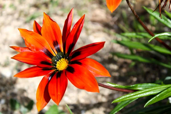 Belle Colorée Rouge Orange Jaune Gazania Fleurs Dans Jardin Printemps — Photo