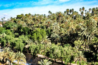 Palmiye koruluğunun manzarası ve Sonbaharda Elche 'deki Vinalopo Nehri' nin yamacı