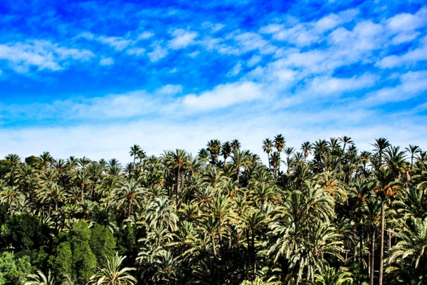 Paisaje Palmeral Ladera Del Río Vinalopo Elche Otoño — Foto de Stock