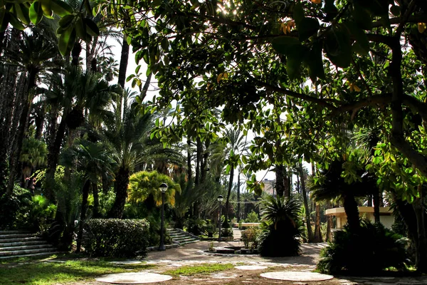 Paisagem Palmeiras Encosta Rio Vinalopo Elche Outono — Fotografia de Stock