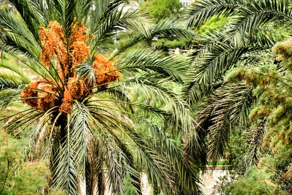 Paisagem Palmeiras Encosta Rio Vinalopo Elche — Fotografia de Stock