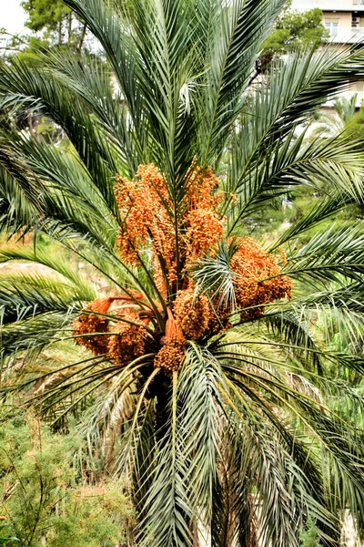 Paisagem Palmeiras Encosta Rio Vinalopo Elche Com Suas Pontes Vegetação — Fotografia de Stock