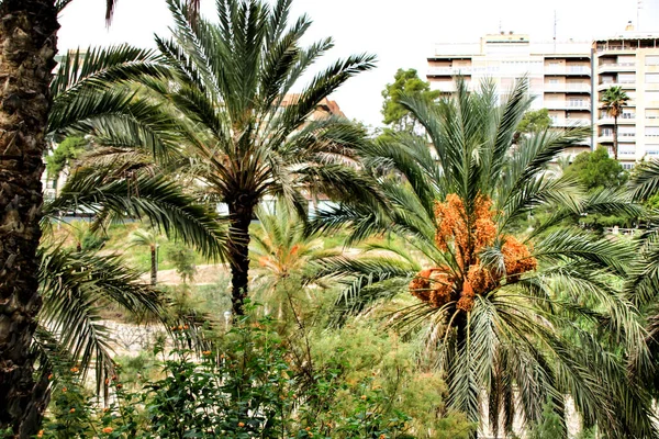 Landschap Palmbomen Van Helling Van Vinalopo Rivier Elche Met Zijn — Stockfoto