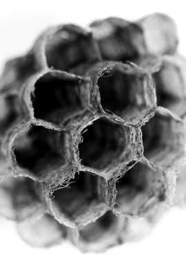 Beautiful honeycomb wasp macro photography white background clipart