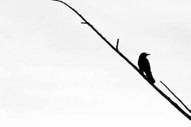 Kuru bir ağaç dalında öten bir kuşun tek renkli resmi