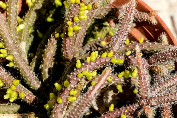 Gyönyörű Rhipsalis Baccifera Horrida Növény Kertben Spanyolországban — Stock Fotó