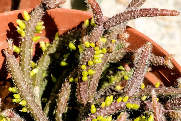 Krásná Rhipsalis Baccifera Horrida Rostlina Zahradě Španělsku — Stock fotografie