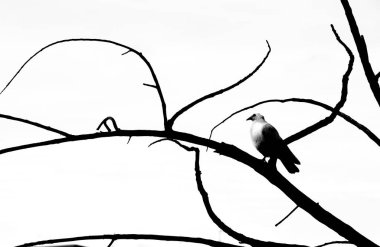 Kuru bir ağaç dalında öten bir kuşun tek renkli resmi