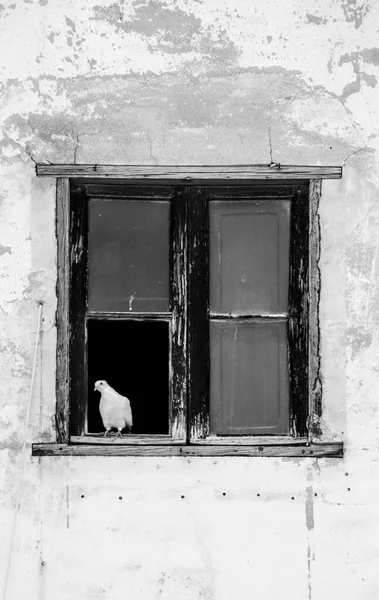 Pigeon Perched Old Window White Facade Spain — Stock Photo, Image