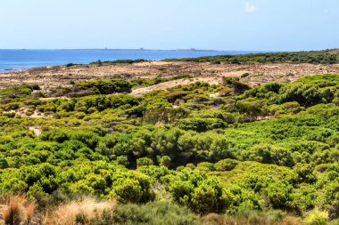 Yazın İspanya 'nın Alicante kıyısındaki yeşil bitki örtüsü ve kumullarıyla Carabassi Plajı