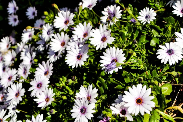 Vackra Dimorphoteca Ecklonis Blommor Trädgården Solen — Stockfoto