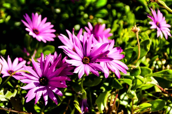 Beautiful Dimorphoteca Ecklonis Flowers Garden Sun — Stock Photo, Image