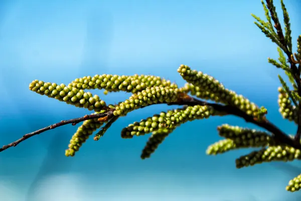 Prachtige Acacia Boom Onder Zon Het Voorjaar Tuin — Stockfoto