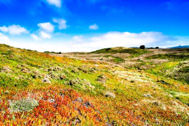 Portekiz 'deki Cabo da Roca dağında Edulis bitkilerinin ve yeşil bitkilerin güzel manzarası