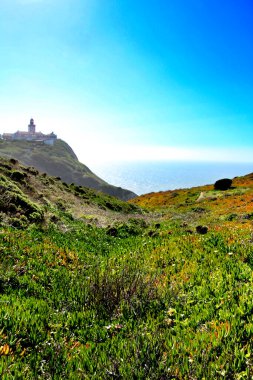 Portekiz 'deki Cabo da Roca deniz fenerinin yanındaki dağlardaki güzel Carpobrotus Edulis çayırı