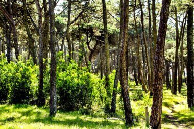 Baharda dağda renkli ve yapraklı Çam ormanları