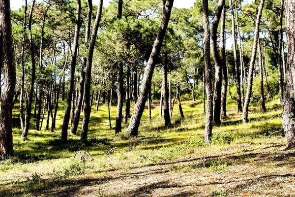 Colorful Leafy Pine Forest Mountain Spring — Stock Photo, Image