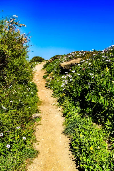 Path Green Vegetation Flowers Blue Sky Spring Azenhas Mar Village — Stock Photo, Image