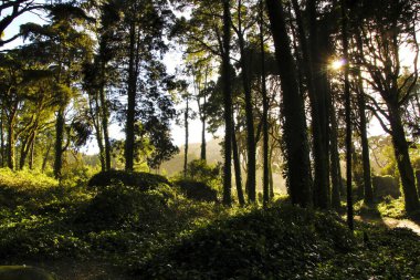 Portekiz, Lizbon 'daki Sintra Dağları' nda muazzam ağaçlar ve yumuşak güneş ışınlarıyla güzel yapraklı bir orman.