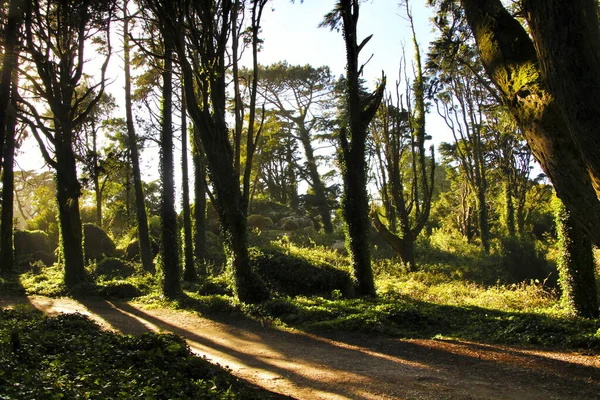 Όμορφο Φυλλώδες Δάσος Κολοσσιαία Δέντρα Και Απαλές Ακτίνες Του Ήλιου — Φωτογραφία Αρχείου
