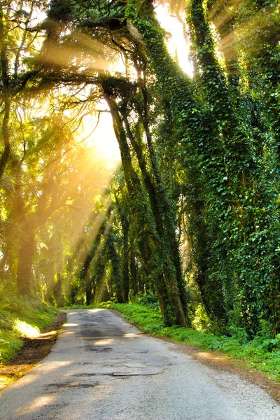 葡萄牙里斯本Sintra山区的道路穿越绿松林 — 图库照片