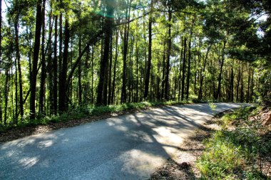 Lizbon, Portekiz 'deki Sintra Dağları' ndaki yapraklı çam ormanlarından geçen yol