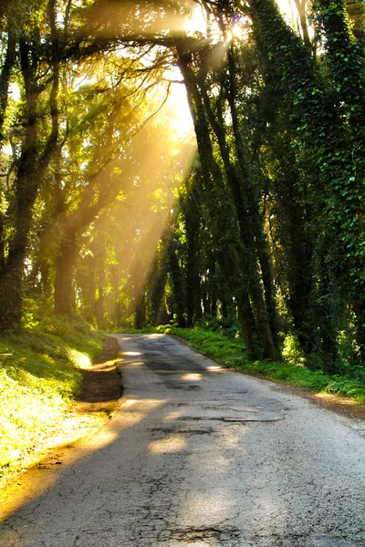 Cruzamento Rodoviário Pinheiros Frondosos Nas Montanhas Sintra Lisboa Portugal — Fotografia de Stock