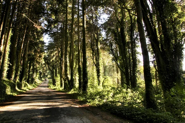 Strada Che Attraversa Una Pineta Verdeggiante Nei Monti Sintra Lisbona — Foto Stock