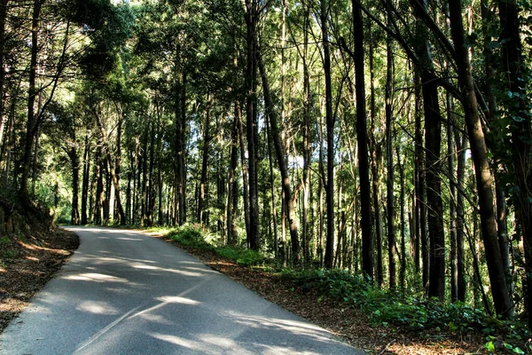 Strada Che Attraversa Una Pineta Verdeggiante Nei Monti Sintra Lisbona — Foto Stock