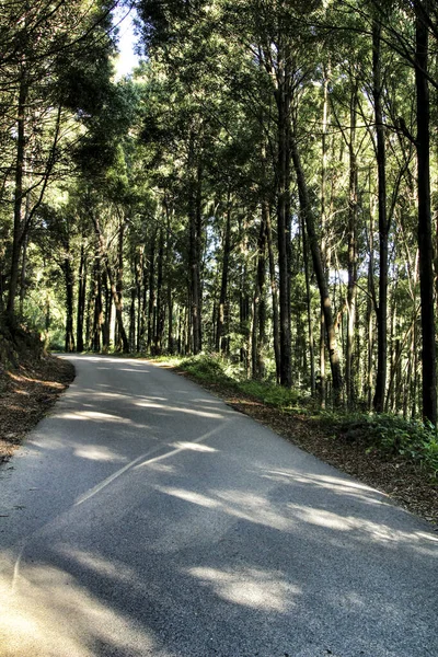 Strada Che Attraversa Una Pineta Verdeggiante Nei Monti Sintra Lisbona — Foto Stock