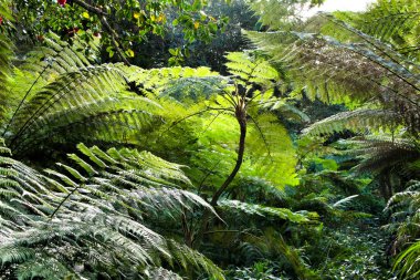 Portekiz, Sintra 'da büyük eğreltiotları olan güzel yapraklı ve yeşil bir bahçe.
