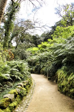 Lizbon, Portekiz 'de kışın yeşil bitki örtüsü arasında yol