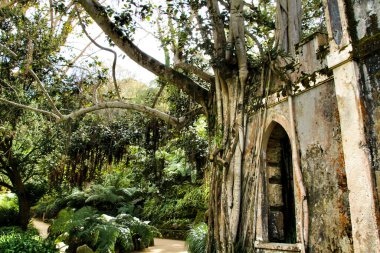 Portekiz, Sintra 'daki Monserrate' nin güzel yapraklı bahçesindeki bir manastırın antik taş kalıntıları.