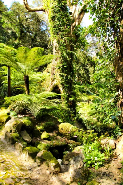 Bonito Jardim Frondoso Verde Com Samambaias Grandes Sintra Portugal — Fotografia de Stock