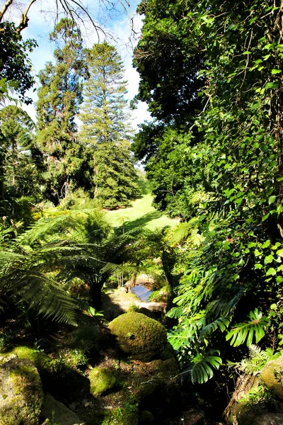 Hermoso Jardín Frondoso Verde Con Grandes Helechos Sintra Portugal — Foto de Stock