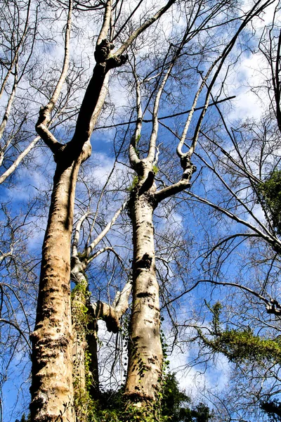 Blad Groene Tuinen Met Grote Bomen Sintra Lissabon — Stockfoto