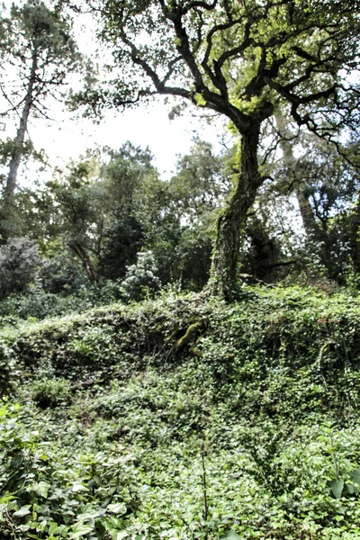 シントラ リスボンに大きな木がある葉と緑の庭園 — ストック写真