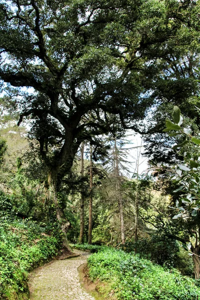 Jardines Frondosos Verdes Con Grandes Árboles Sintra Lisboa — Foto de Stock