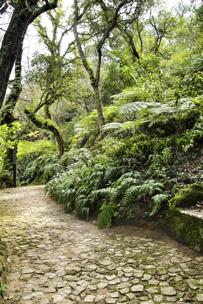 Camino Entre Con Vegetación Verde Invierno Lisboa Portugal —  Fotos de Stock