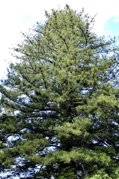 Bela Majestosa Árvore Quercus Jardim Primavera — Fotografia de Stock