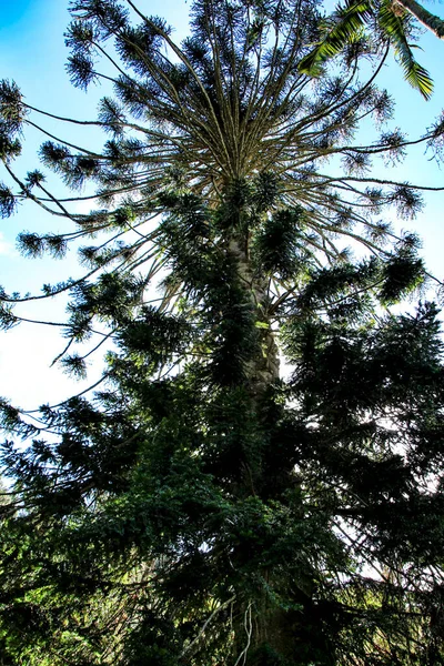 Prachtige Araucaria Boom Een Tuin Sintra Portugal — Stockfoto