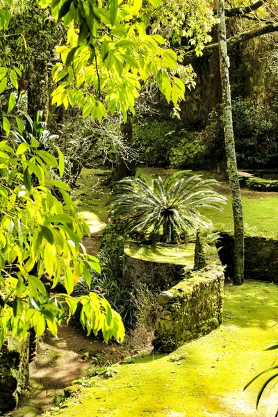 シントラ リスボンに大きな木がある葉と緑の庭園 — ストック写真