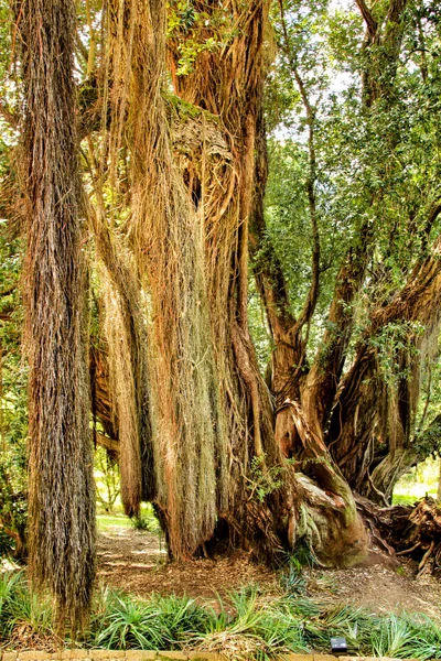 Bela Majestosa Árvore Metrosideros Excelsa Jardim Sintra Primavera — Fotografia de Stock