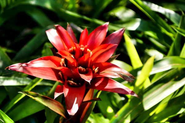 Bela Planta Guzmania Jardim Primavera — Fotografia de Stock